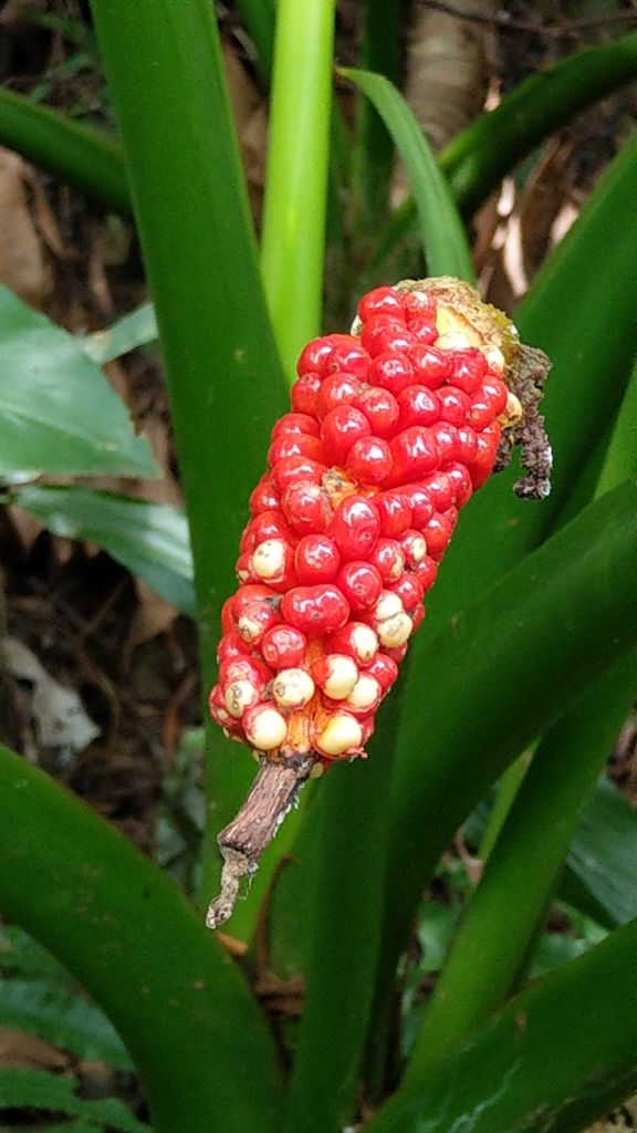 新溪洲山之樂_400362