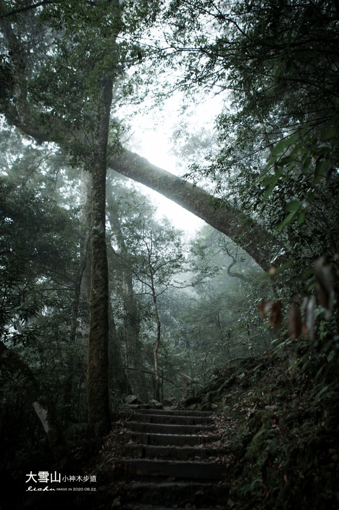 大雪山小神木步道_1103098