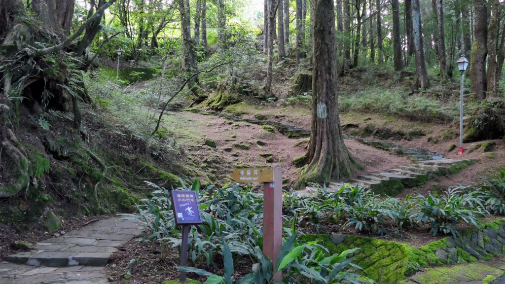 阿里山森遊區-祝山,對高岳步道_2536982