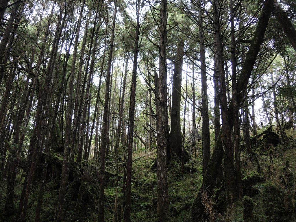 宜蘭太平山_翠峰湖&見晴懷古步道20141025_1961077