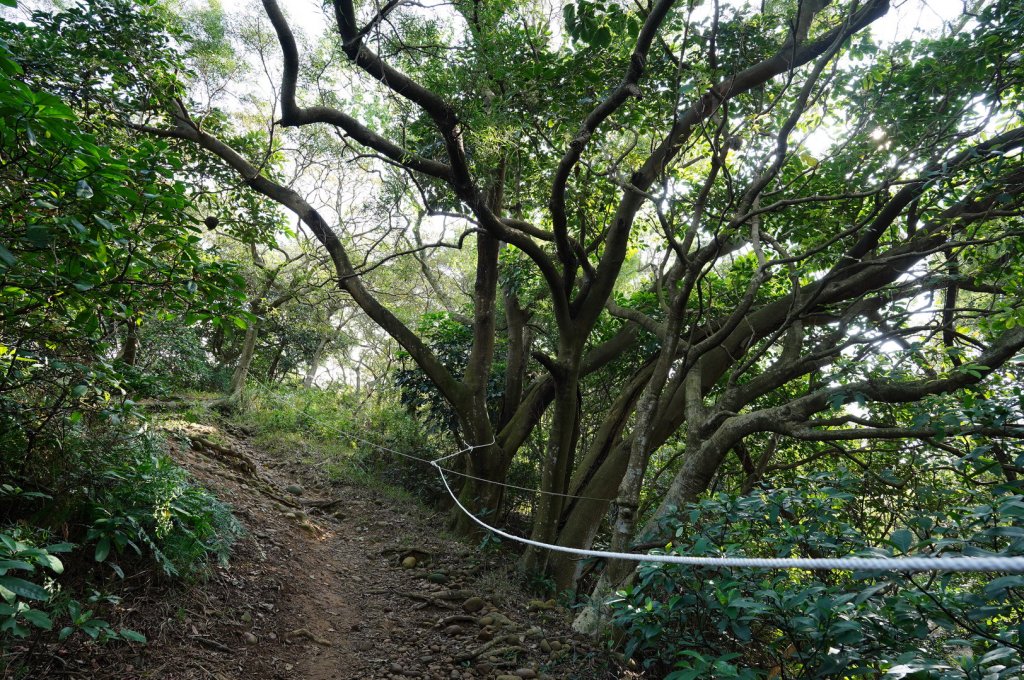 桃園 蘆竹 南崁山、五酒桶山_2396312