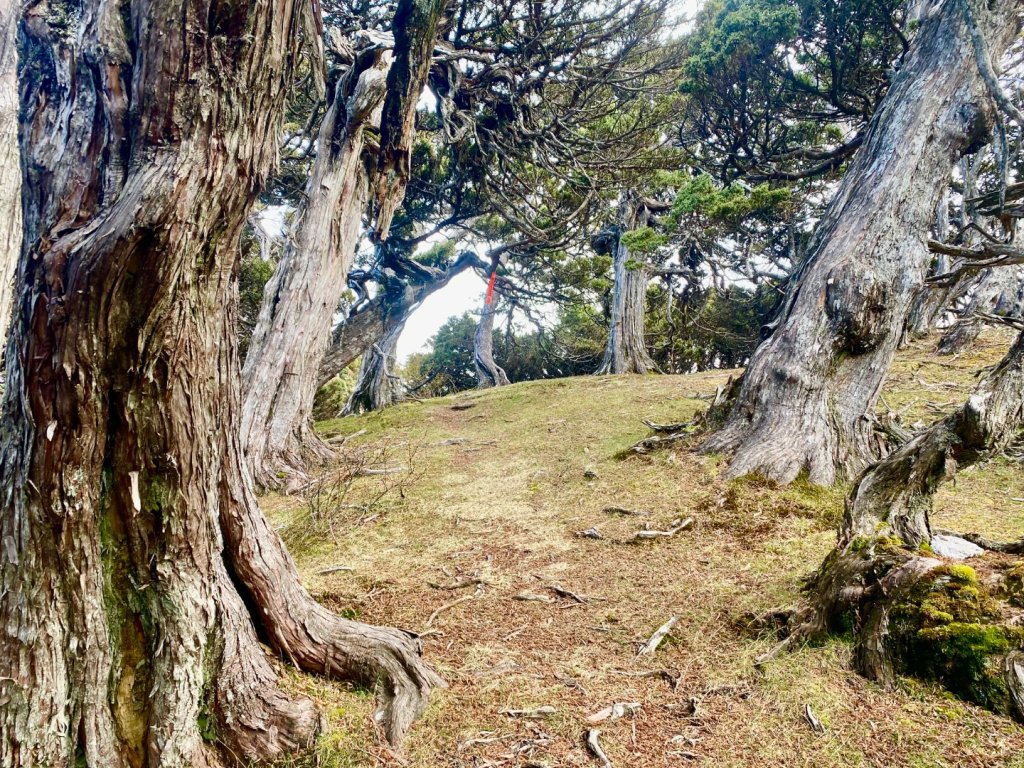 啟動高山度假模式~金牌三小隊之馬博橫斷8日_2964937