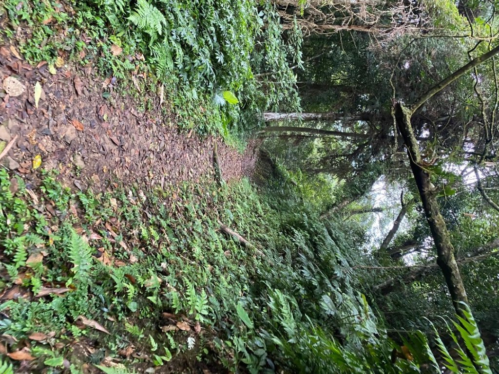 037苗栗泰安-馬那邦山_2604663