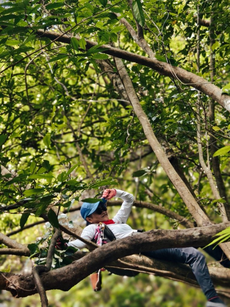 東勢大崙、東勢坑山、觀音湖山O走_2986278