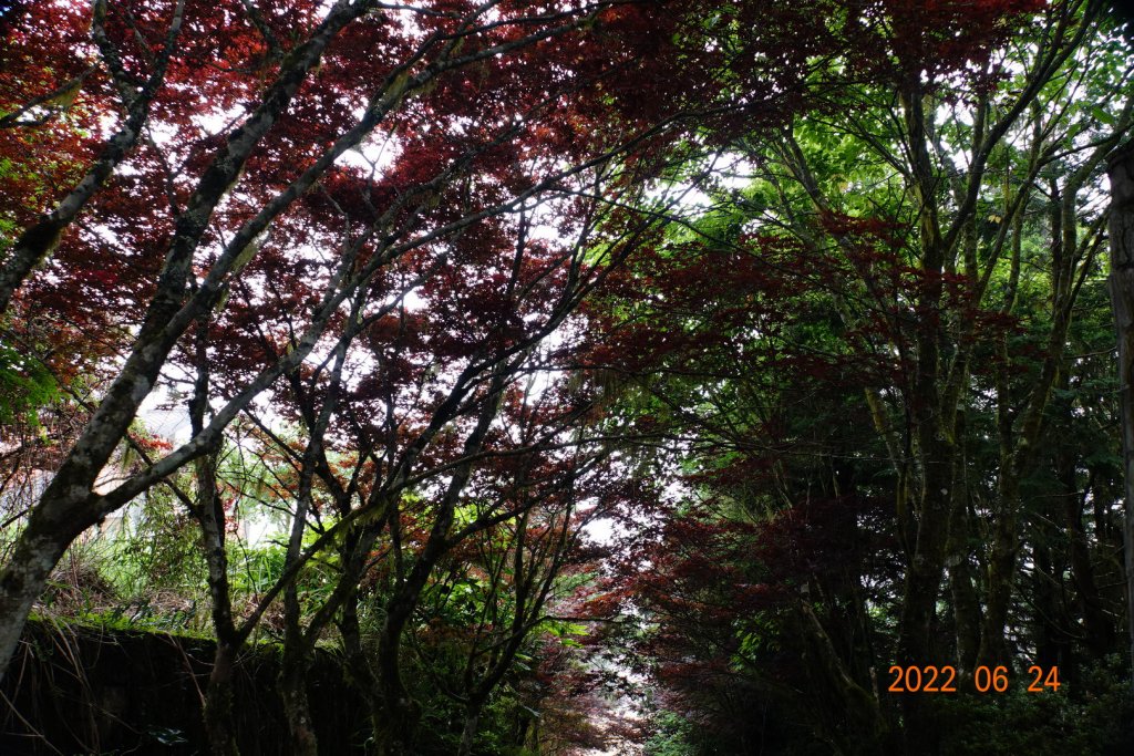 宜蘭 大同 太平山森林遊樂區_1743655