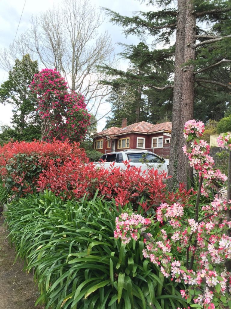 20160924澳洲藍山公園_348925