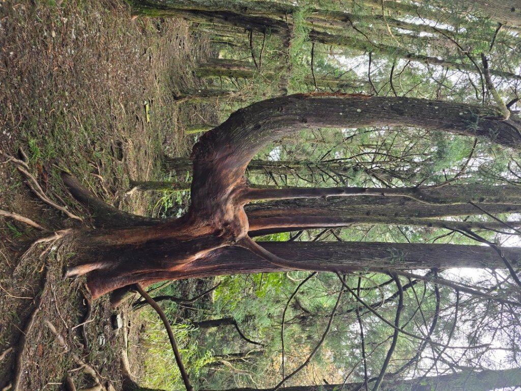 谷關七熊馬崙山_2748793