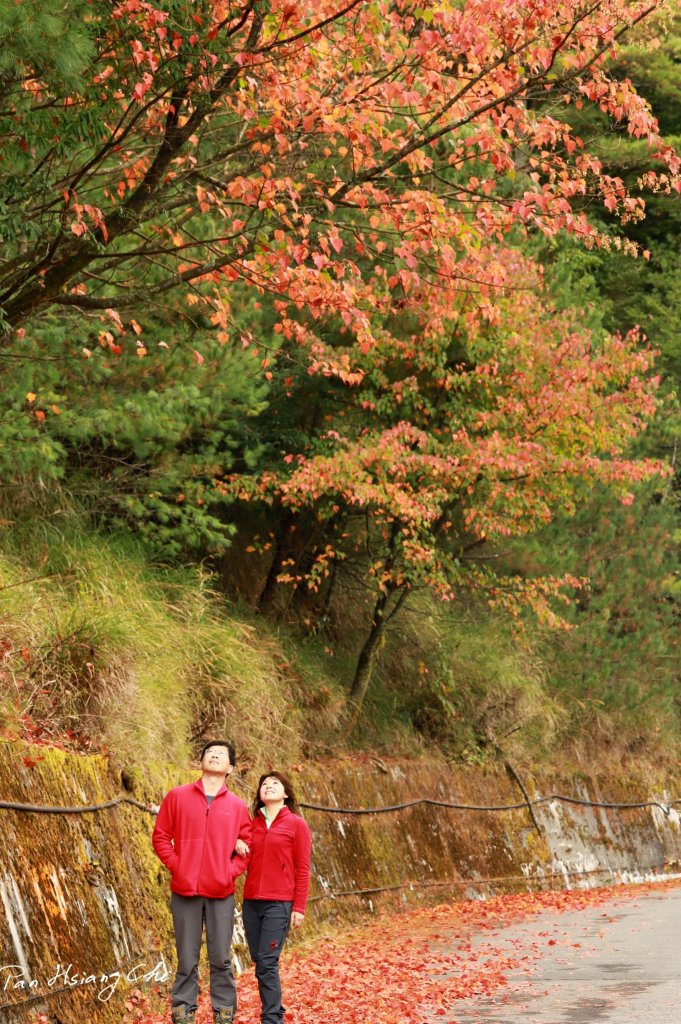 大雪山紅葉封面圖