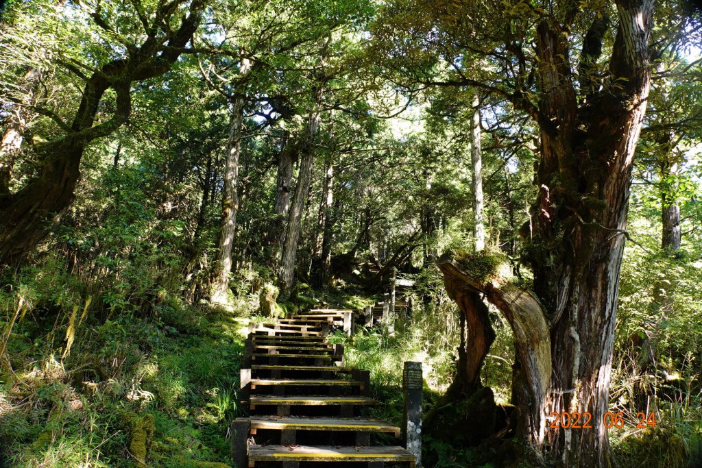 宜蘭 大同 太平山森林遊樂區 檜木原始林步道_1743674