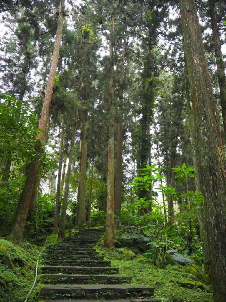 溪頭銀杏林沿溪神木步道20181028_446255