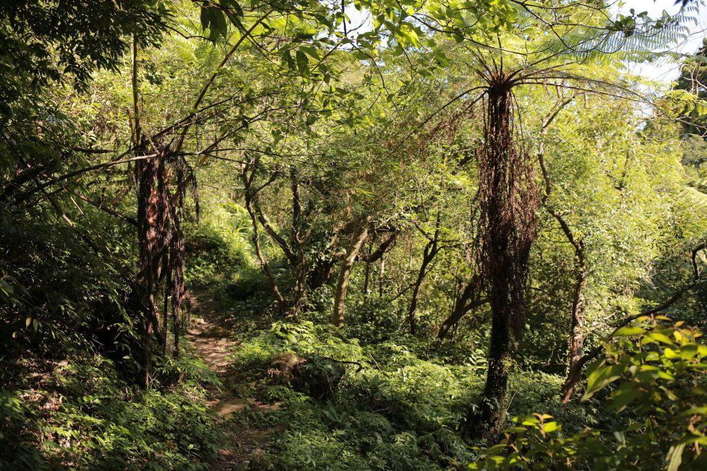 竹子山古道：北北峰_161382