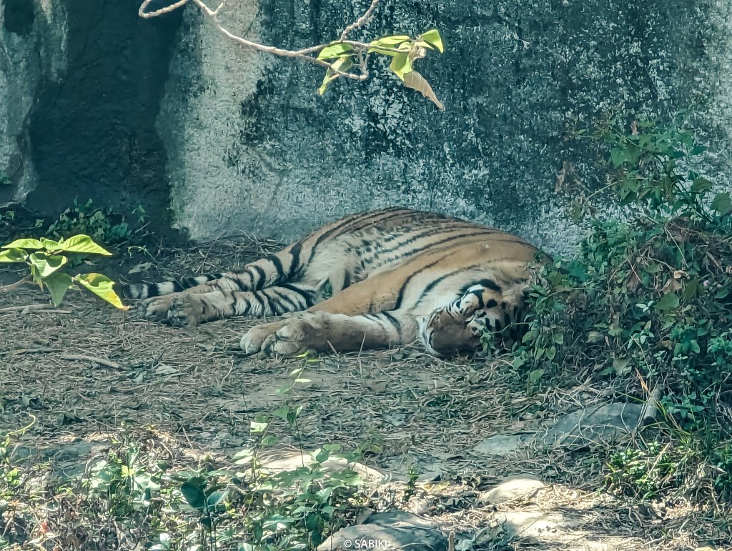 【高雄鼓山】高雄南柴山 - 壽山動物園健行_2026364
