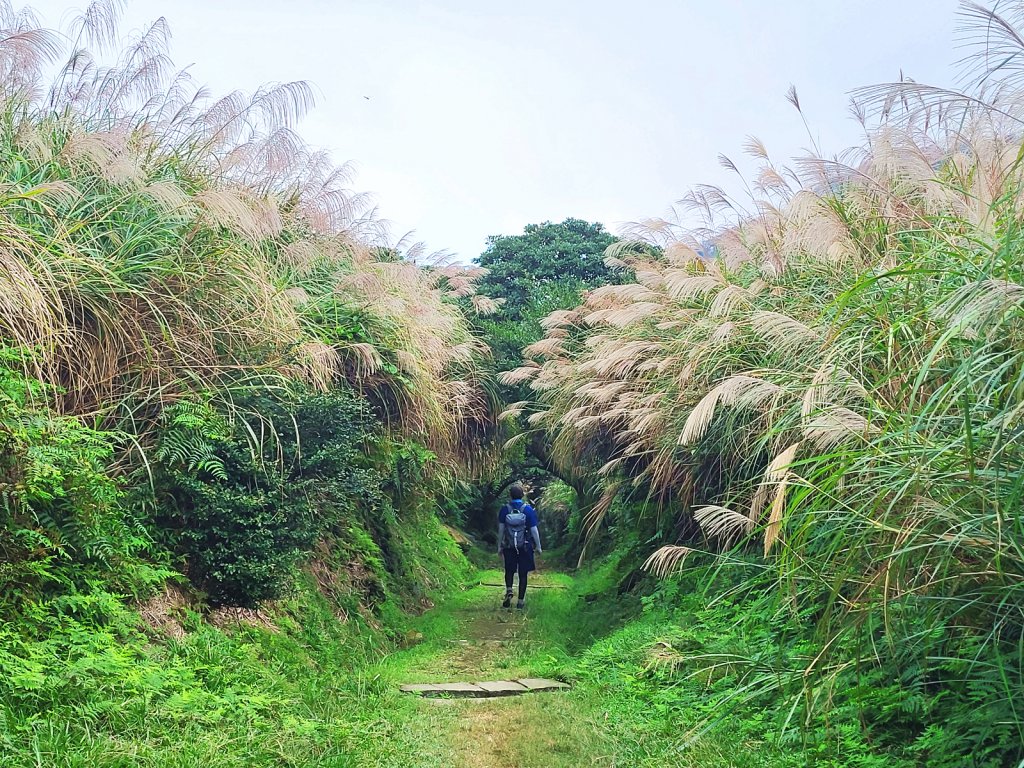 【芒花舞秋風】草山精典賞芒勝地連走_2336404