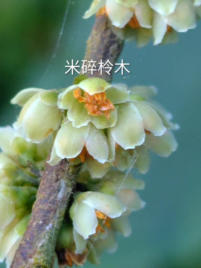 亞麻灣山 日湯真西南峰 亞麻灣山西峰封面圖