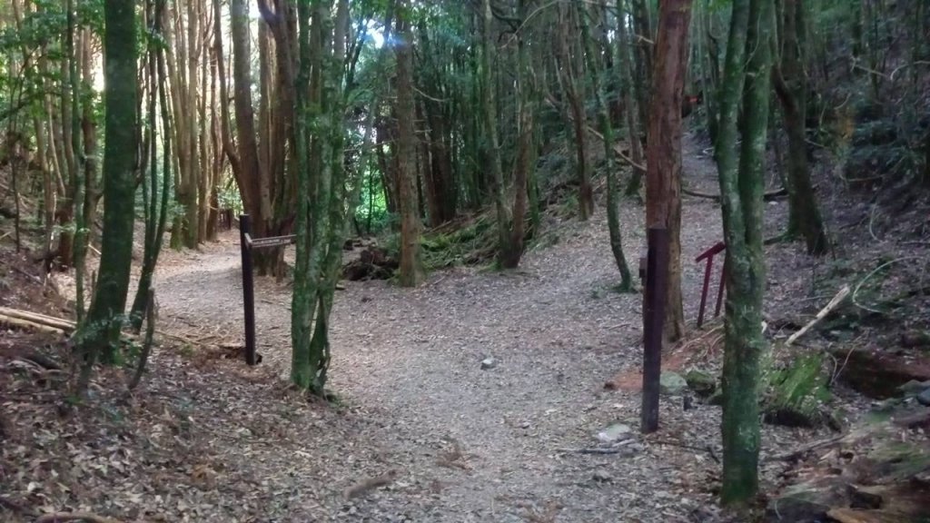 20221119 苗栗泰安雪見遊憩區 北坑山走走_1919727