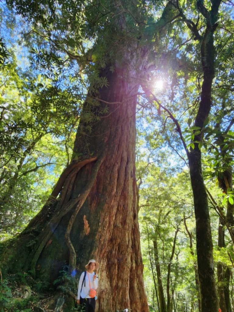 【中級山】插天山的奇幻世界，赫威山，赫威神木群步道_2741280