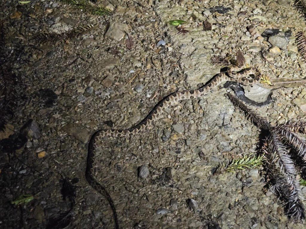 20241006給里洛山-加太縱走_2616179