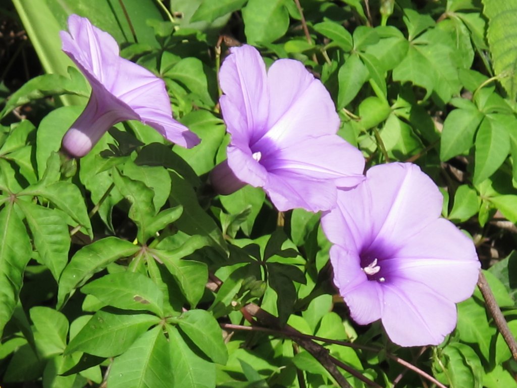 2018-11-22 石岡電火圳生態步道_463567