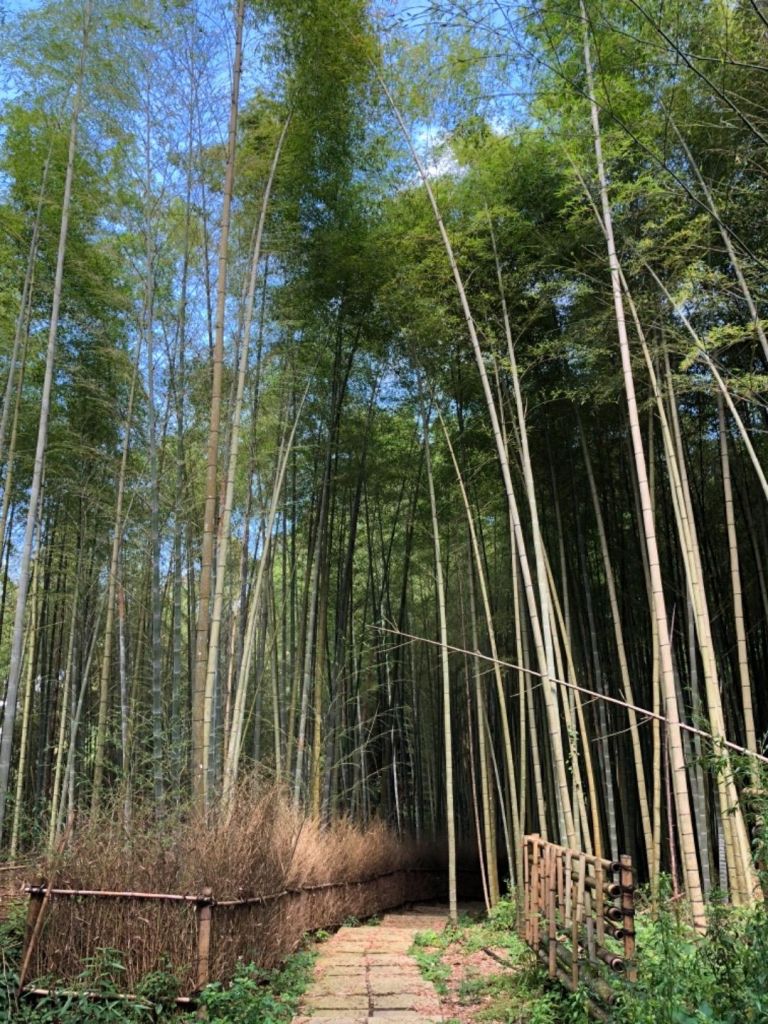 頂湖步道登奮起湖大凍山、霹靂山_348519