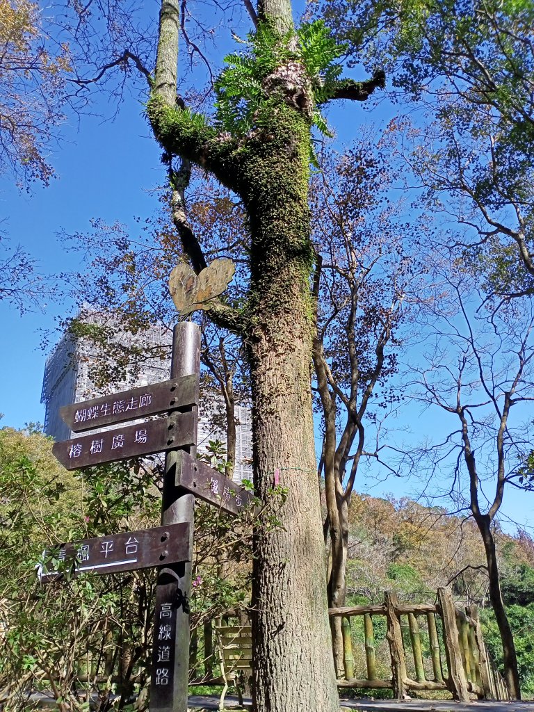 桃園大溪石門水庫楓林步道、齋明寺古道【南山神壽任務】_1963897