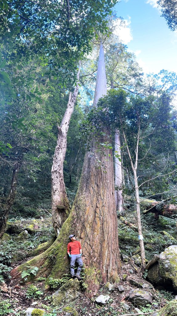 台灣最高如神般存在的大安溪倚天劍巨木探訪_2747938