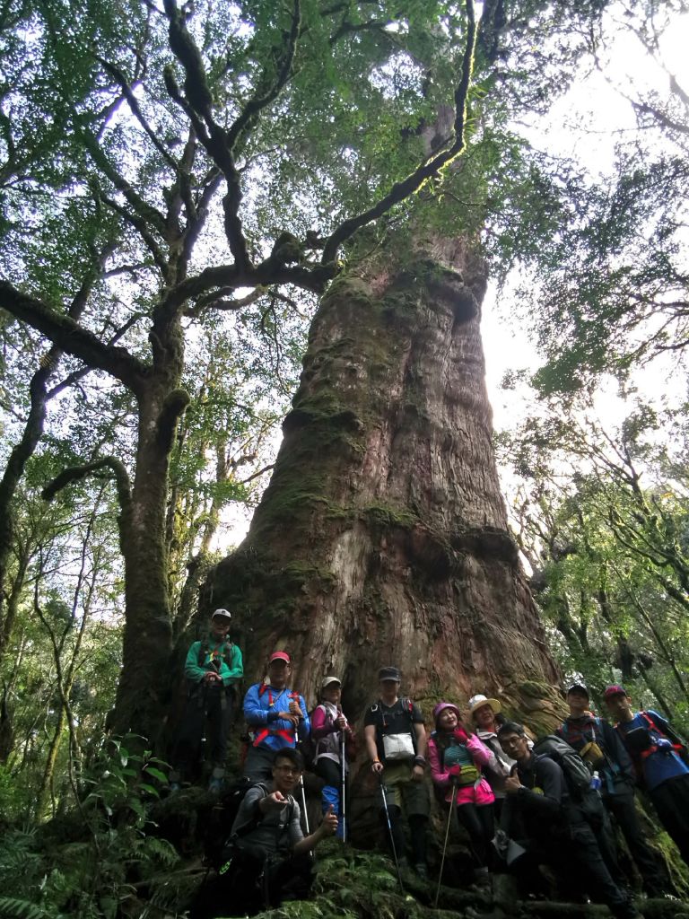 米羅山之木_292478