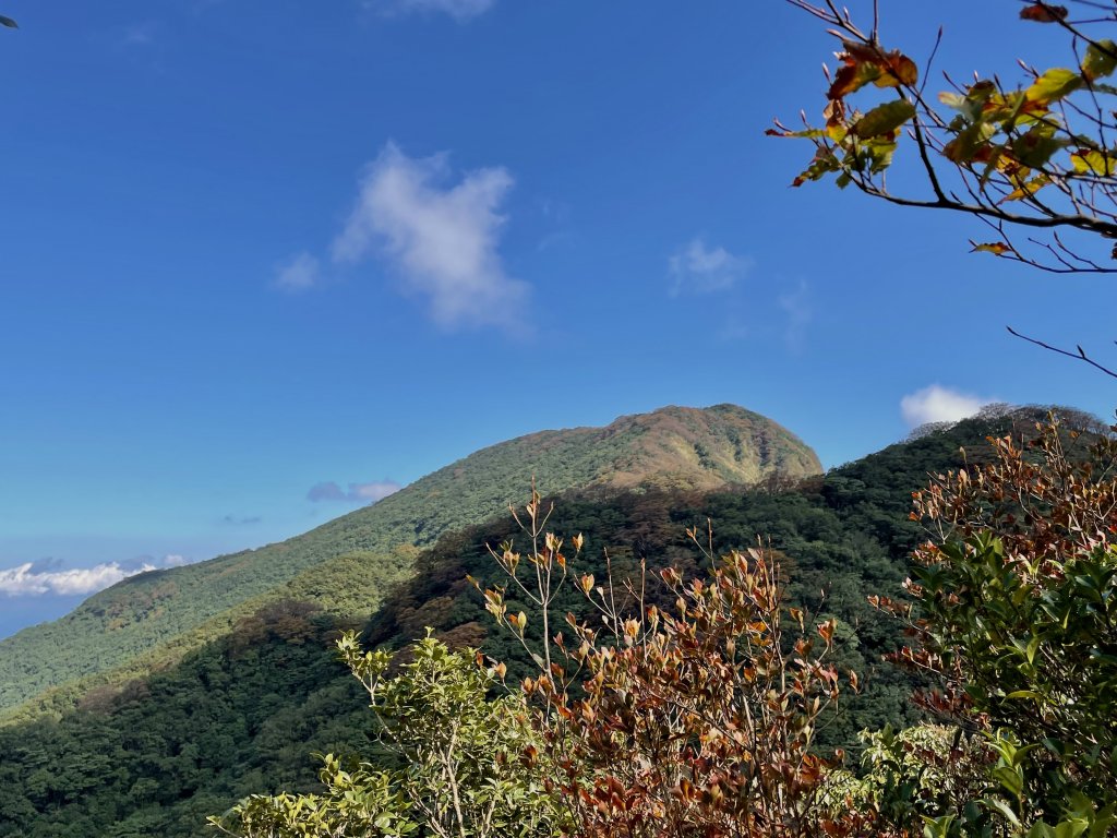 樂佩卡保 山毛櫸_1509223