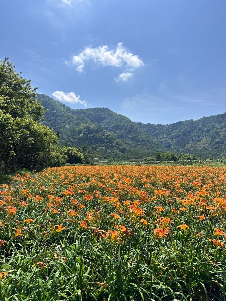 頭社金針花花海_2511589