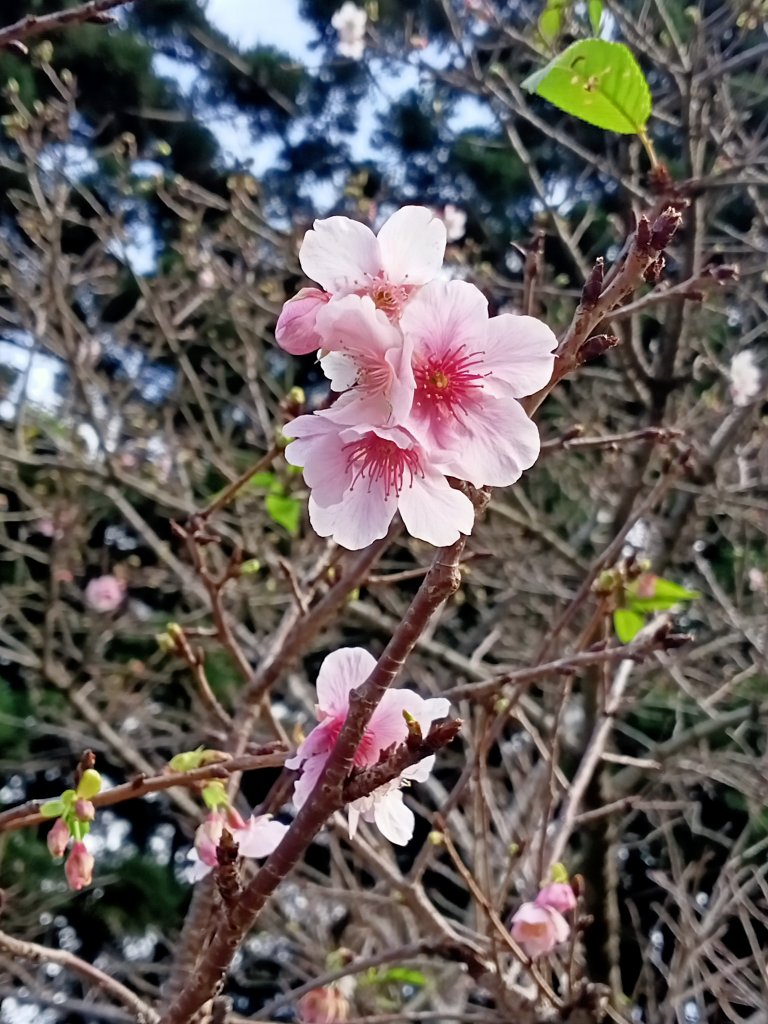中正紀念堂、臺北信義商圈步道尋寶趣【齊心鞋力、益起行走】_2011331
