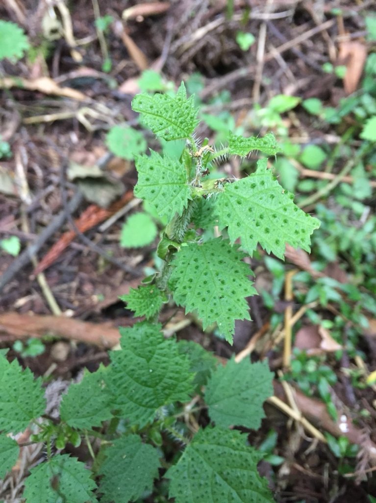水樣森林 第一次在山裡過夜_659423