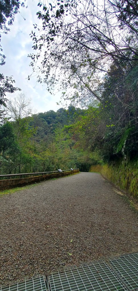 2024-03-16拉拉山神木群步道_2456027