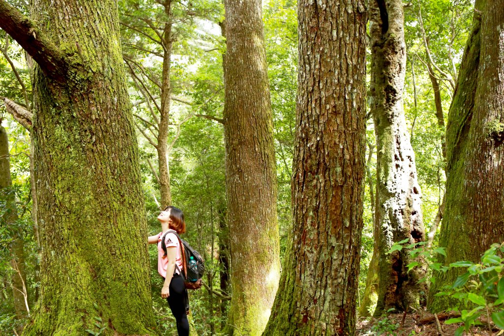 尖石鄉：屯野生台、石麻達山_672231