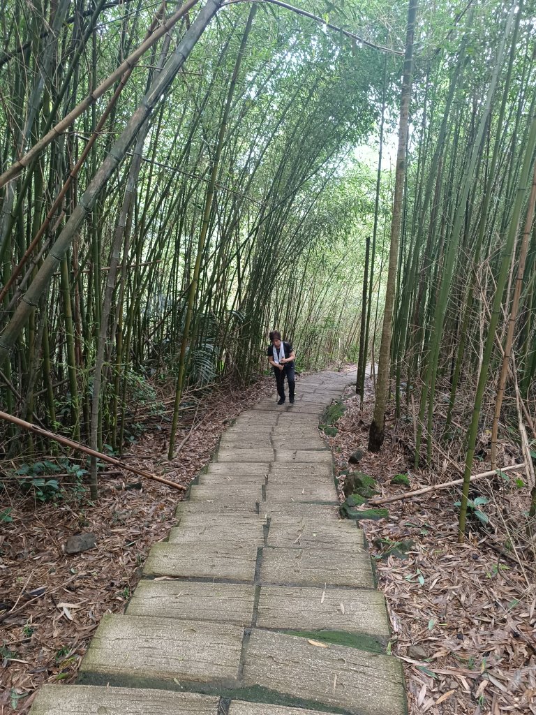 雲嘉大尖山、二尖山步道_2983739