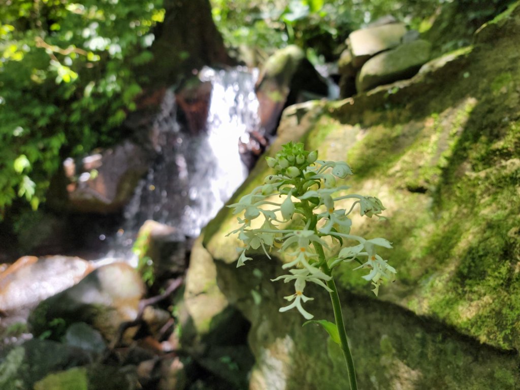 鹿角坑楓林瀑布-20240728_2601334