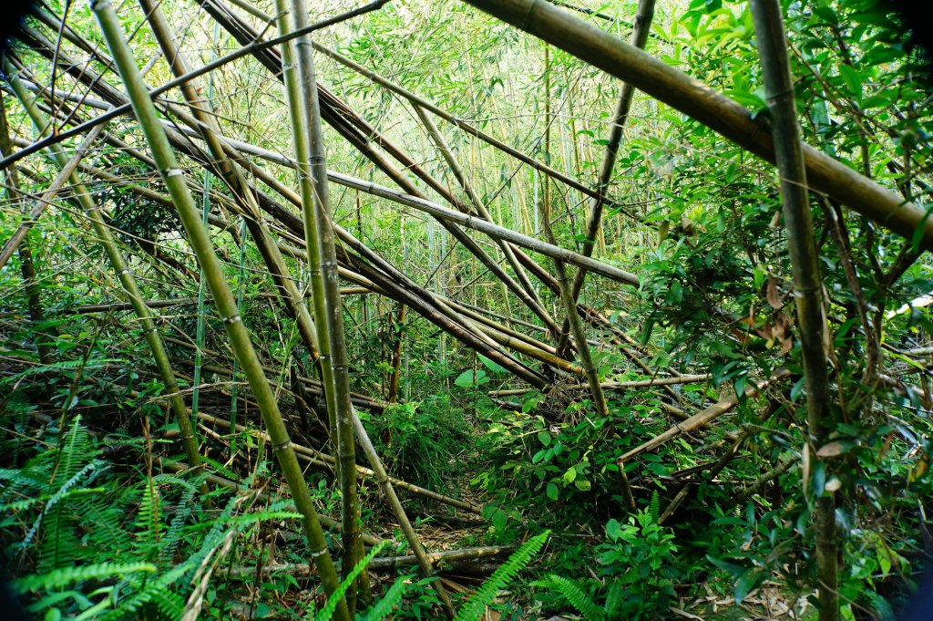 新竹 尖石 那羅山、煤源山_3068656