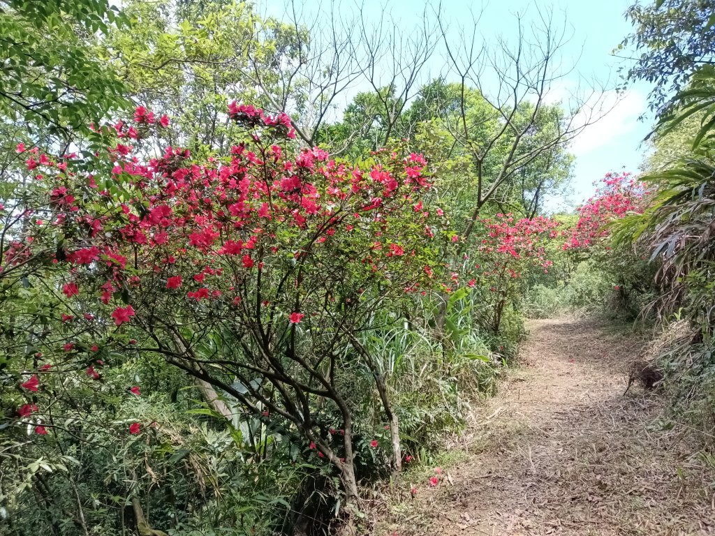 平溪區淡蘭山徑-平湖西步道+內平林山+東步道O型_2769955