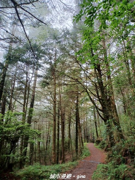 【台東海端】坐的夠久等到藍寶石般的嘉明湖。No27百岳三叉山x No16百岳向陽山 (三天兩夜)_2221297