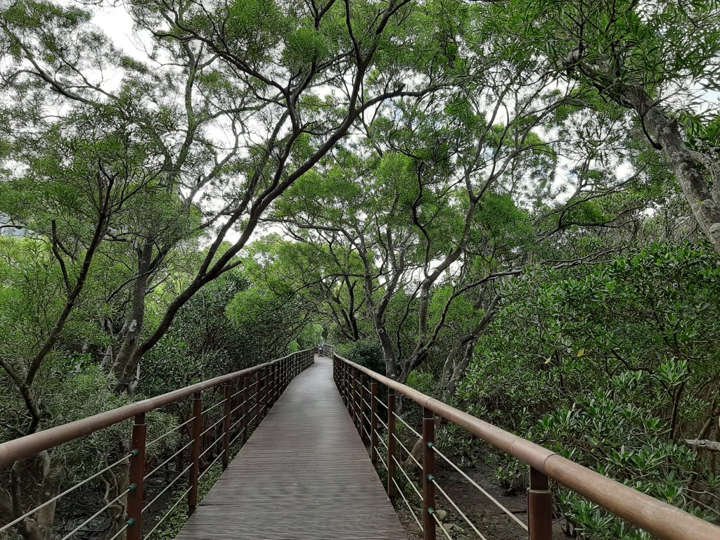 紅樹林生態步道 - 全臺最大的水筆仔森林_776031
