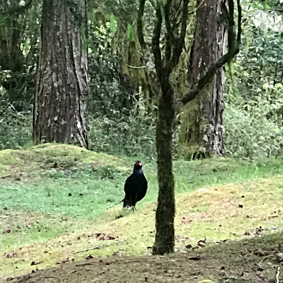 小笠原山封面圖