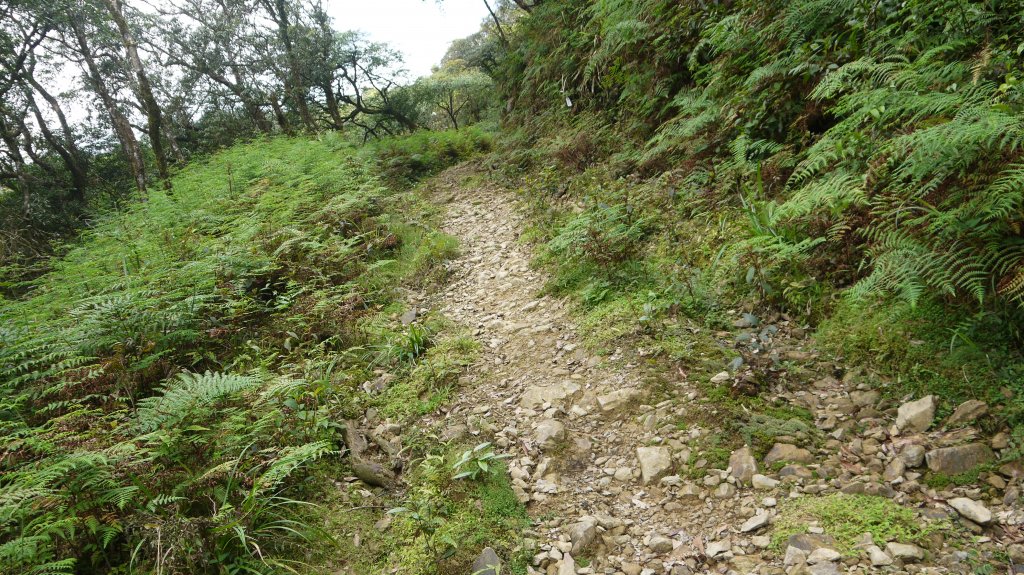 烘爐地山登山健行趣(中級山)_1734398