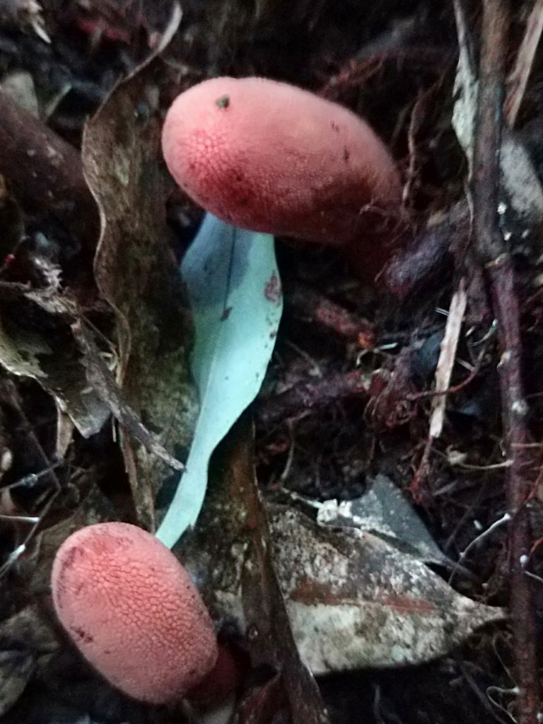 202010 尖石石磊虎禮山初禮驗_1115838