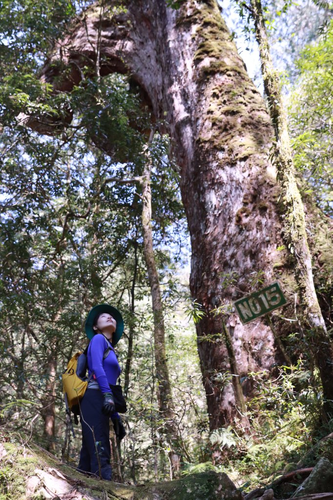 北插山腳散步之赫威神木群_2757683