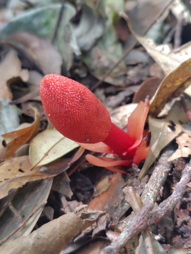 南東眼山連走有勝山_2918705