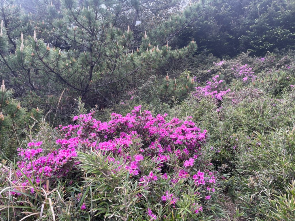 1130518｜0620合歡北峰杜鵑花_2505880