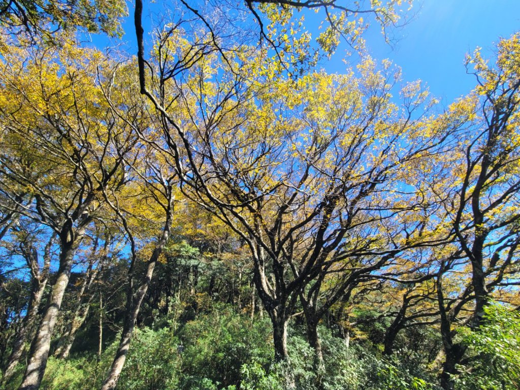 20231118 南插天山 魯培山 山毛櫸秘境_2355454
