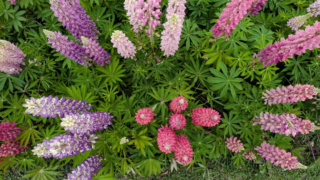 《西江月。魯冰花艷台大》封面圖