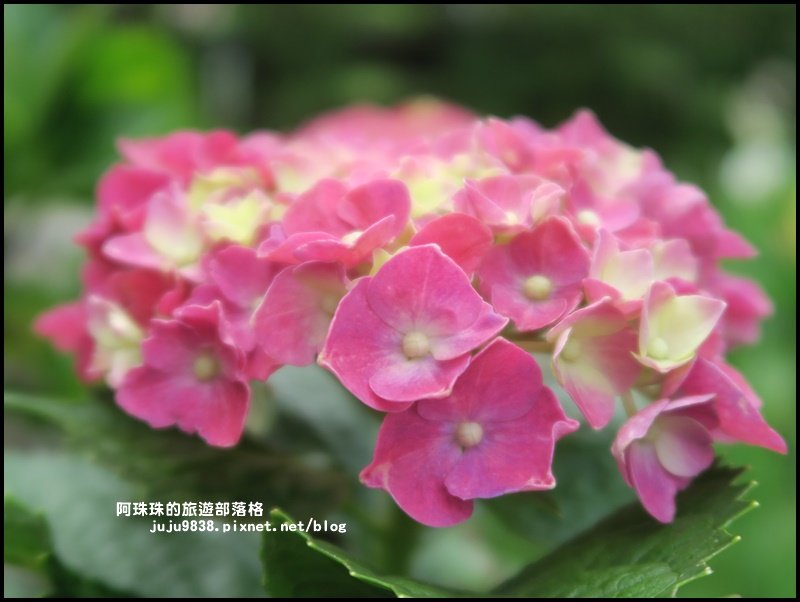 竹子湖繡球花季_594240
