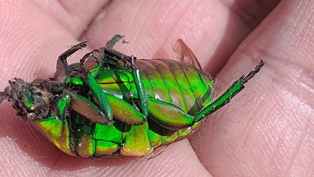 梅峰山地農場立鷹山_2749330