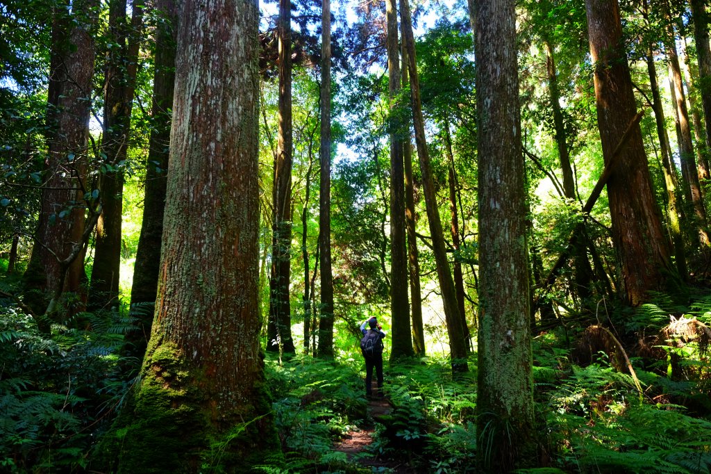 五峰天際線…比大鳥縱走_1109809
