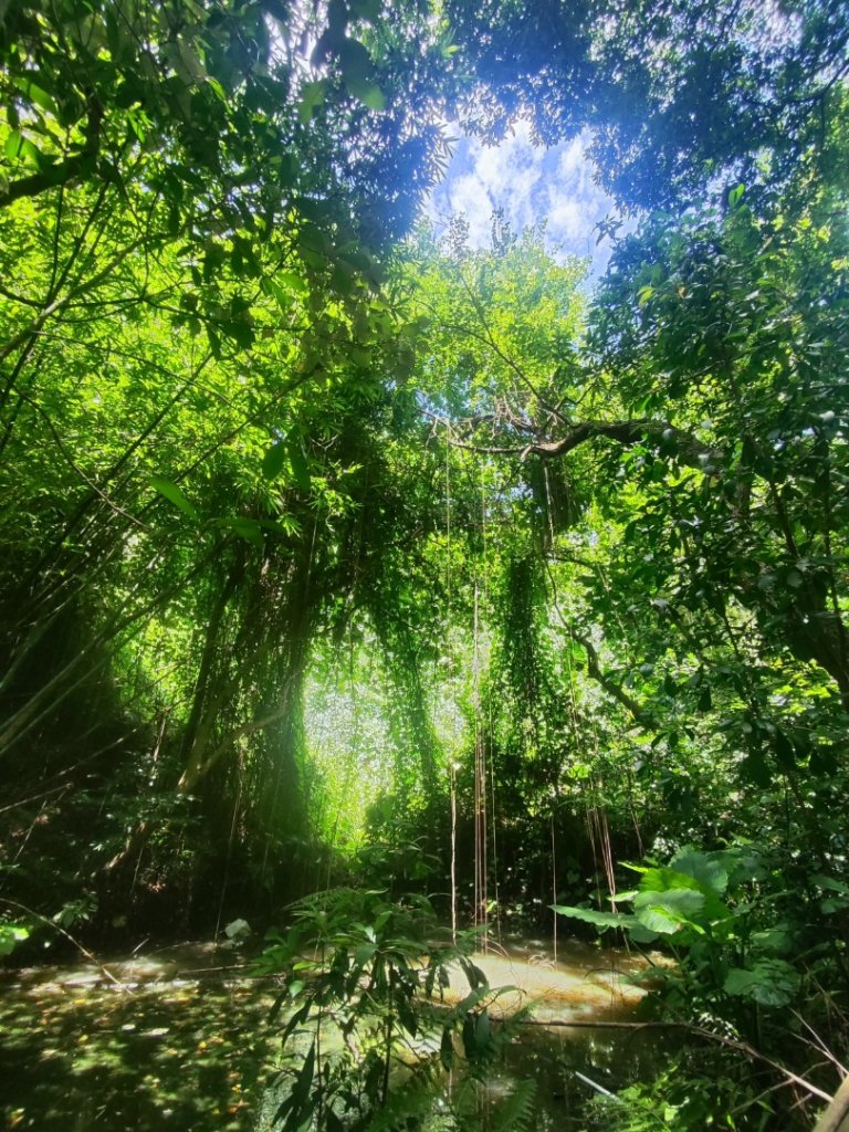 福源山步道-鶯歌大榕樹平台封面圖